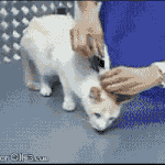 [띵가<b>닷컴</b>] [완전신박함] 고양이 바보만드는 방법