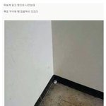 [<b>틴</b>펫스토리] 햄스터를 잃어버렸어요ㅠㅠ.jpg