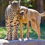 [추억파리여] <b>동물</b>과 <b>동물</b>의 교감