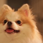 [<b>포</b><b>메</b>삼남매] 미국에 사는 <b>포</b><b>메</b>삼남매..새로운 가족이 생기다!