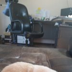 포메+<b>웰시</b>코기 웰포메를 들어봤소?!