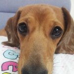 저희집엔 크롱이 있어요:)