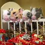 완전 깜찍한 아기 <b>돼지들</b>.jpg