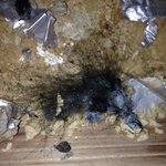 [공포베스트] <b>다락방</b>에서 발견한 괴상한생명체