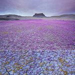 [공포베스트] 희귀한 <b>사막</b> 꽃밭