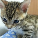 [러시안블루] 러시안블루 ㅡ 동생이 생겼어요후기