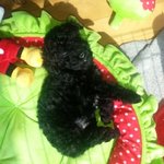 [블랙푸<b>반달</b>] 블랙푸들 <b>반달</b>이