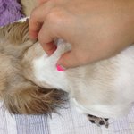 [수의학] 제발조언부탁-<b>뒷목</b>덜미에멍울