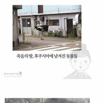 [추억파리여] 후쿠시마에 버려진 <b>동물</b>들