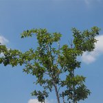 [신천지] 하늘 <b>시민</b>권은 누가 누구에게 주시는가?