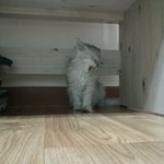우리집 냥이 "이코"를 소개합니당~