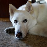 [허스키<b>심바</b>] <b>심바</b>의 산책일기  -멍뭉이 친구들 많이 만났어요-