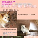 [도와주세요] 400마리 유기견이 살 수 있게 도와주세요