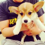 추가)우리집 막둥이 라이 <b>웰시</b>코기에요!ㅎ