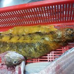 덤으로 줬는데..이상한물고기..