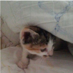 [<b>상순</b>이] 천방지축 말괄량이 <b>상순</b>이와 함께하는 동거생활