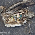 [소오름] 강력한 <b>동물</b>학대 방지 캠페인광고.jpg