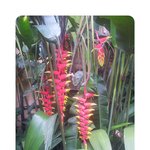 [남미여행박] 브라질 이과수 새(조류)공원