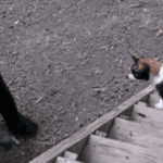 [틴펫스토리] 야 나 곰이야... 뭐어쩌라고.<b>gif</b>