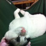 [심쿵영상 有] 똥꼬발랄 똥그리랑 알콩달콩!!