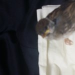 [참새] 길에서 다친 아기 참새를 데리고 왔어요..