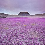 [추억파리여] 신비한 <b>사막</b>의 꽃밭