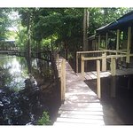 [남미여행박] 악어와 고양이의 조우>볼리비아 아마존