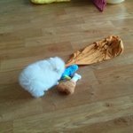 [강아지<b>포도</b>] 백수녀자와 아기깡아지 <b>포도</b>의 일상 2탄