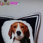 [EXO] <b>이</b> <b>강아지</b> 베개..