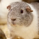 [소오름] 400마리의 아빠가 된 <b>기니</b>피그