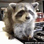 귀요미 돋는 너구리 움짤 모음.<b>gif</b>