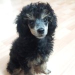 저희집 막둥이 고미를 소개합니다^^