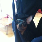 [미니핀칸] 칸이가 왔어요 6편