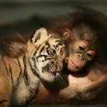 <b>종족</b>을 초월한 동물들의 우정