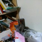 <b>미묘</b> 이리의 5개월 성장기