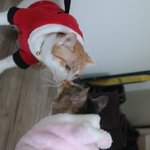 [<b>집사</b>가안티] 내집에서 연애하냥? <b>집사</b>가 안티일수밖에 없는이유!