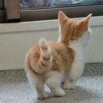 고양이들의 사랑스러운 뒷<b>태</b> 모음