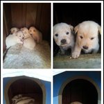 음식물 쓰레기통에 버려져 있던 <b>꼬물</b>이 :(