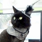 [고양이] 사무실 고양이님 6 (메인쿤)