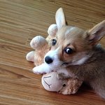 우리집 막둥이 <b>라이</b>..또왔어요!ㅎㅎ