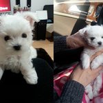 나의 사랑 <b>모모</b>❤ 보여드릴께요~