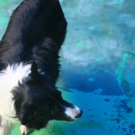 [강아지몰리] 몰리와 수영 선수들