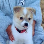 [훈이랑냥멍] 막둥이 동생 훈군과 냥이 멍이들 이야기 - 미안하다...