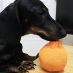 [꿀고양이] 사랑해 아톰