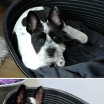 <b>주민</b>들에게 잡아 먹힐 뻔했던 방울이