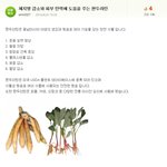 다이어트 원료로 각광 받는 판두<b>라틴</b> 정보!