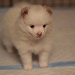 [포메삼남매] 미국에 사는 포메삼남매 - <b>에이미</b>의 첫 세상나들이