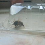 [EXO] 외국에서 <b>여왕벌</b> 한마리납치했다고;;와소름