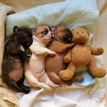 [EXO] 나 <b>불독</b> 세마리 키우는데 