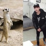 [EXO] 누가 <b>미어캣</b>이고 누가 찬열인지